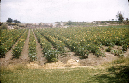 1950s_AdronCrops