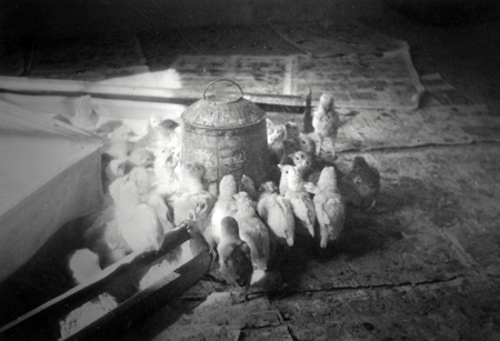 1940s_ChicksOnAdronBumgarnerFarm